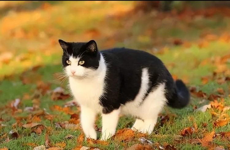 悄悄告诉你,你所饲养的猫咪,就能透露了你的性格