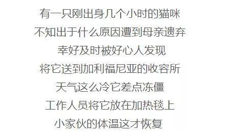 一只快冻死的小奶猫从被救的那一刻起就一直面带微笑