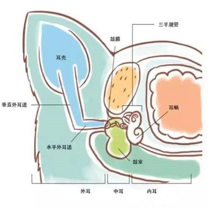 辟谣猫咪耷拉耳朵并非就是折耳更可能是因为它现在很放松