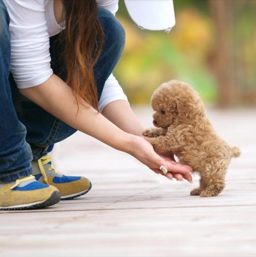 长寿的泰迪犬都会有的5个特征你家有吗