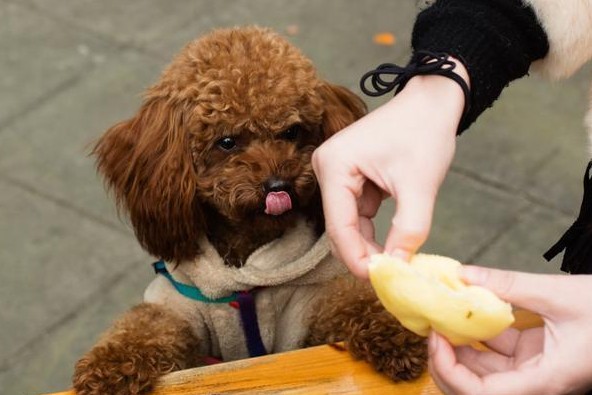 泰迪犬除了吃狗粮，也不要忘记喂这些“蔬果”类