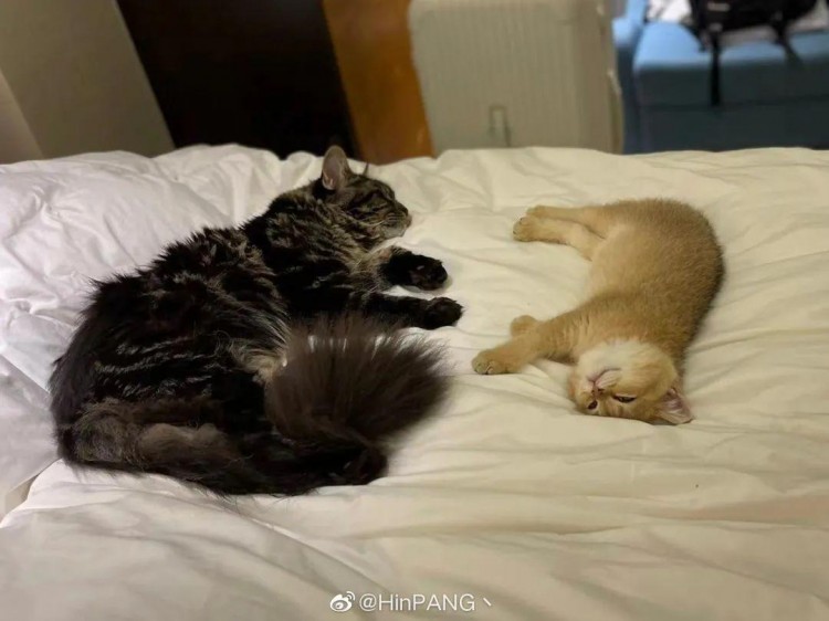 确诊后我的猫就要被人道销毁