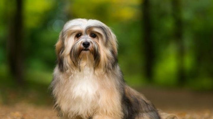 建议饲养哈瓦那犬聪明且好看让人爱不释手