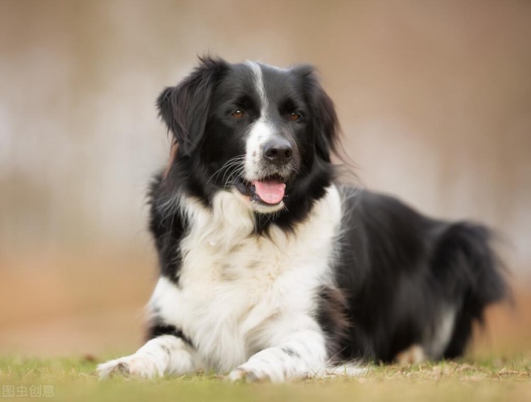 不养一只边境牧羊犬你都不知道它有这么多缺点