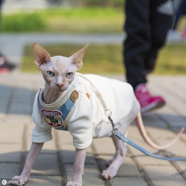 辟谣：无毛猫长毛了这是被坑了吗警惕你家主子冷了或者病了