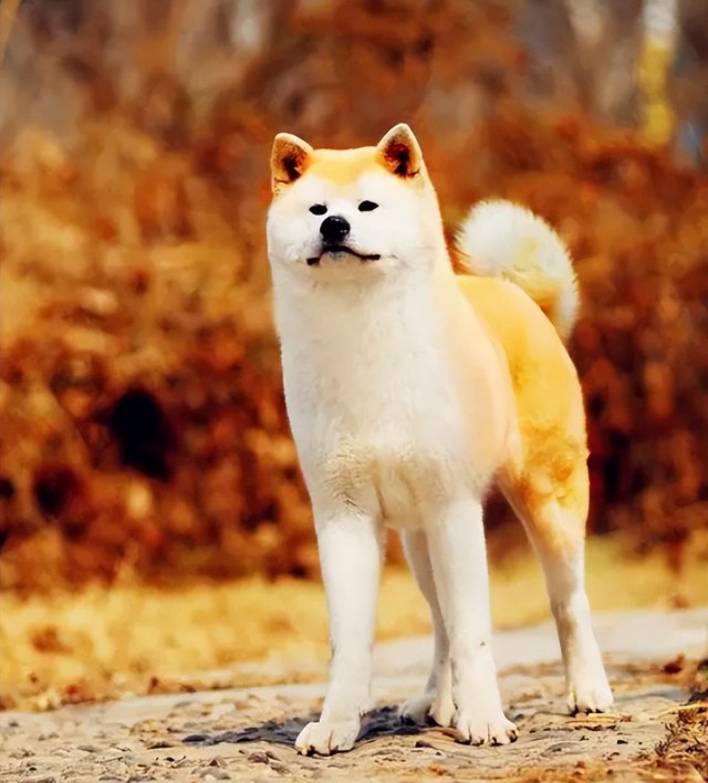 日本的国宝级犬种——秋田犬！