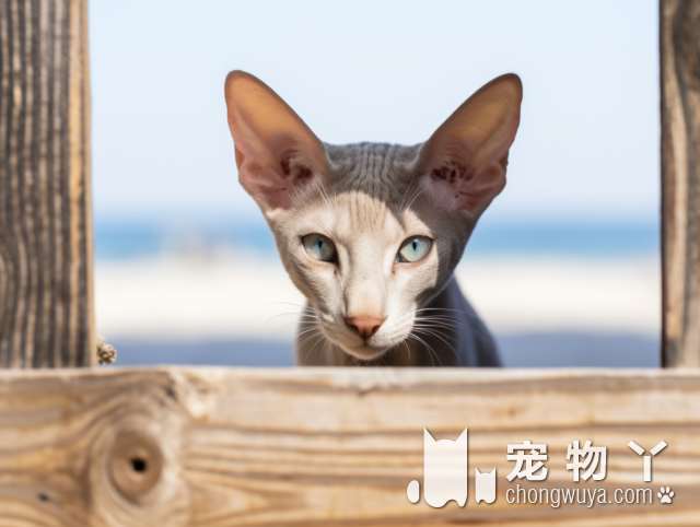 佛山三良宠物洗澡怎样让猫儿子变得乖巧？