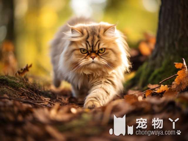 高地猫 vs 金吉拉：有何不同？